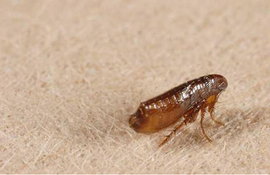 纠缠人类多年的虱子现在怎么没了显微放大它竟然长这样