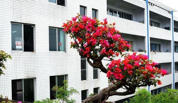 三角梅做成盆景真美学会修剪和施肥造型更别致