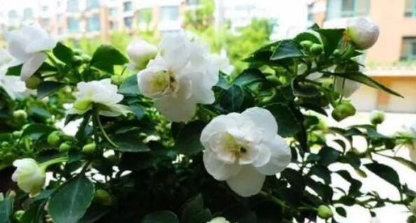 阳台小也要养盆它,有点散光就疯长,种1棵,长1片,1年能开300天休闲区蓝鸢梦想 - Www.slyday.coM 阳台小也要养盆它,有点散光就疯长,种1棵,长1片,1年能开300天休闲区蓝鸢梦想 - Www.slyday.coM