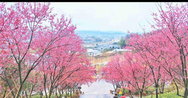 福建的小庐山,樱花开到漫山遍野,被誉为中国最美樱花圣地休闲区蓝鸢梦想 - Www.slyday.coM 福建的小庐山,樱花开到漫山遍野,被誉为中国最美樱花圣地休闲区蓝鸢梦想 - Www.slyday.coM