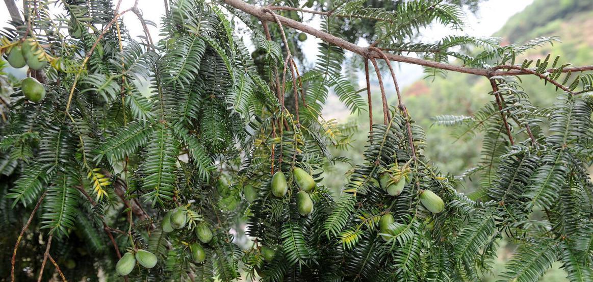 根据学术上的分类,红豆杉科榧树属下有7个物种,其中有榧树,巴山榧树