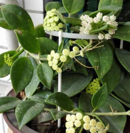 会开花的狗舌藤四季花不断堪称天然空气清新剂值得栽培