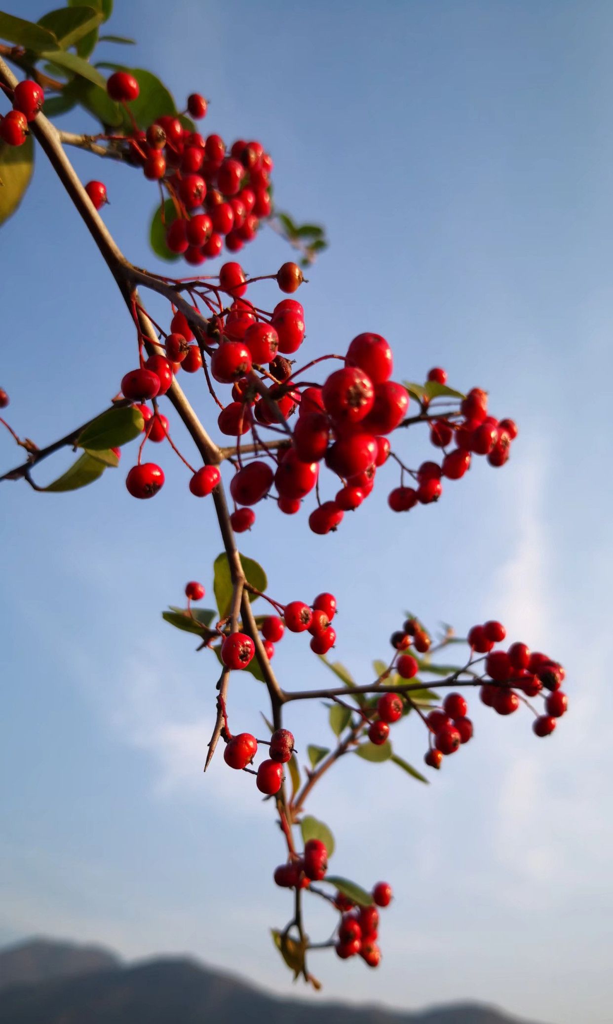 山上的一种野果 你见过吗?