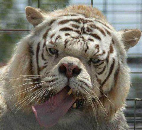 男子去动物园游玩看见有只老虎面部很奇怪得知真相后心疼不已