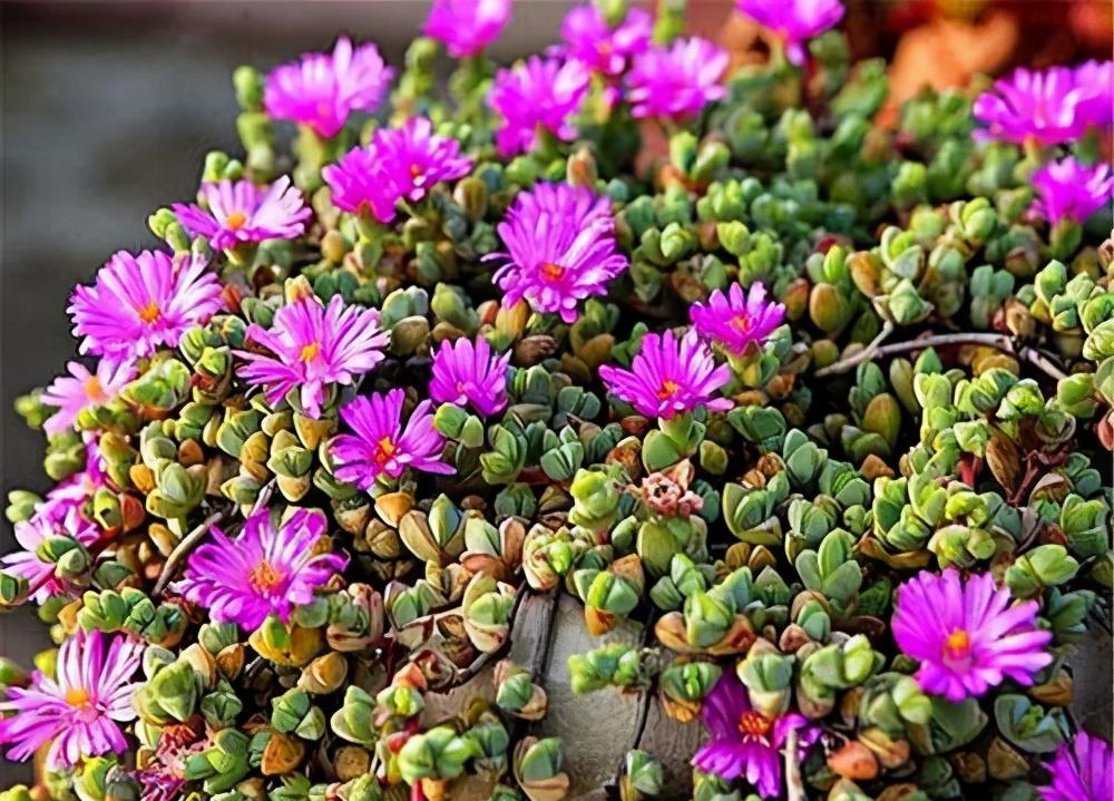 4款可以开花的多肉植物,观叶赏花都好看,皮实好养,适合新手_高清图集