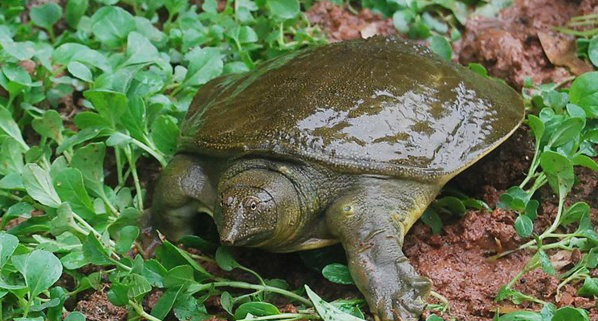 在农村,为什么以前常见的甲鱼越来越少见了?它们都去哪儿了?休闲区蓝鸢梦想 - Www.slyday.coM 在农村,为什么以前常见的甲鱼越来越少见了?它们都去哪儿了?休闲区蓝鸢梦想 - Www.slyday.coM