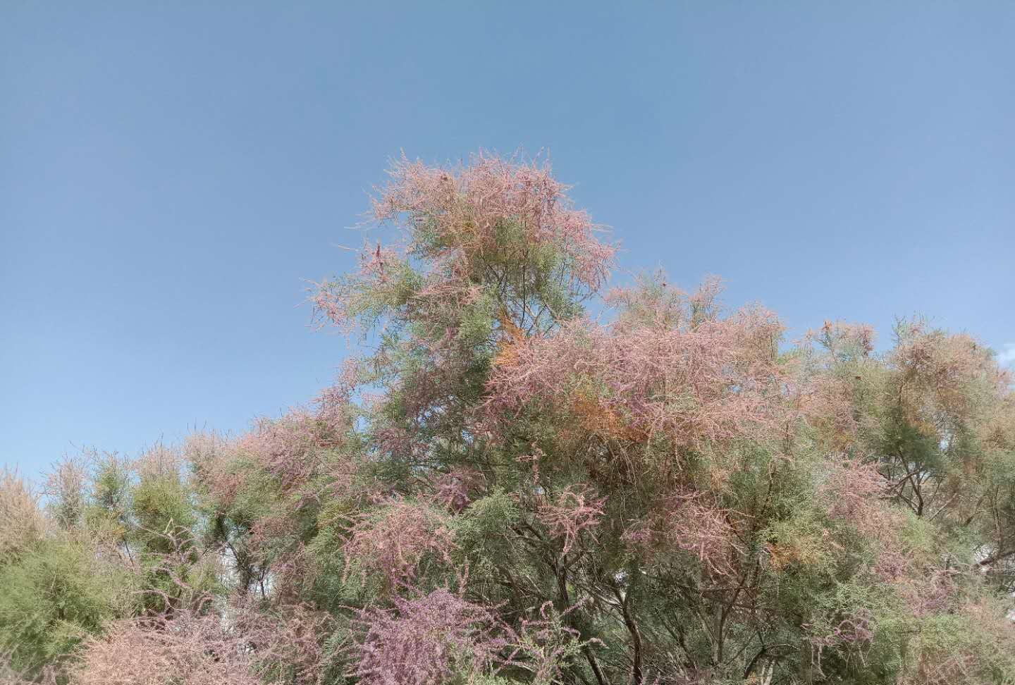 红柳在新疆是最常见最普通的一种植物，但却是具有奉献精神的象征