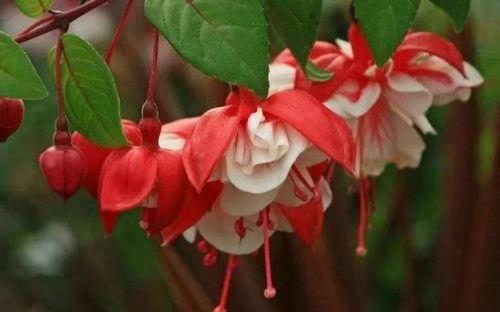 此款花草适合新手养,花朵小巧玲珑,花叶俱美,养盆放阳台美极了