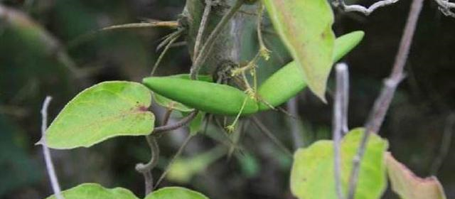 此物人称"白龙须",是治牙痛"特效药",野外遇见,请勿忽视|白龙须|细辛