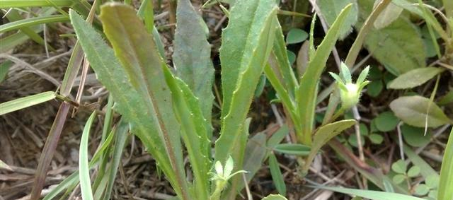 这东西学名离根香是治疗胃疼特效药农村很常见遇到别错过