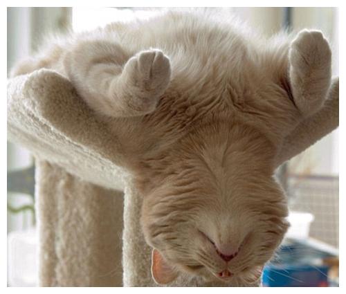 一只猫过得“幸福”,从这些方面可以看出来!休闲区蓝鸢梦想 - Www.slyday.coM 一只猫过得“幸福”,从这些方面可以看出来!休闲区蓝鸢梦想 - Www.slyday.coM