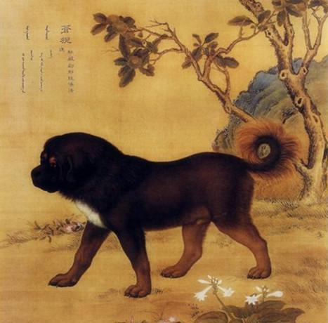 古代没有狂犬疫苗,被狗咬了就只能等死吗?这两种土方法很好用!|医宗金鉴|狂犬|疯狗_新浪新闻
