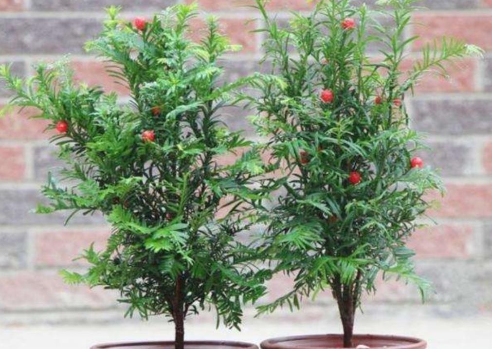 红豆杉盆景夏天容易黄叶干焦做好4点要求植株长势茂盛