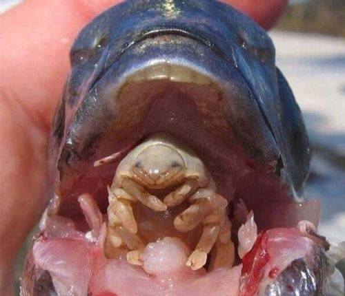 鱼毛骨悚然的蠕动图片