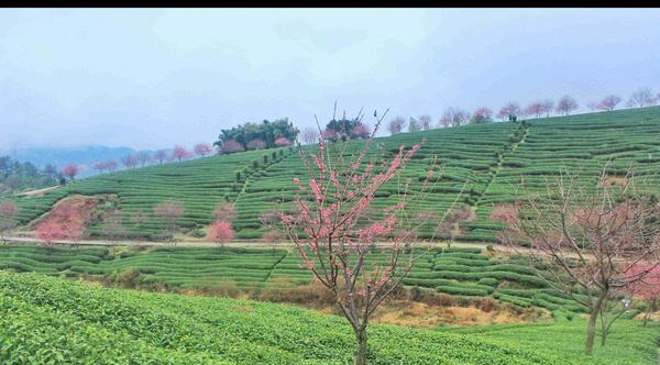 福建的小庐山,樱花开到漫山遍野,被誉为中国最美樱花圣地休闲区蓝鸢梦想 - Www.slyday.coM 福建的小庐山,樱花开到漫山遍野,被誉为中国最美樱花圣地休闲区蓝鸢梦想 - Www.slyday.coM