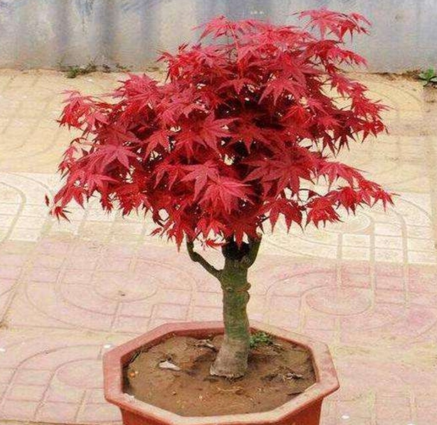 夏天的时候,很多养红枫的朋友都反应,叶子容易出现干尖,这主要是因为