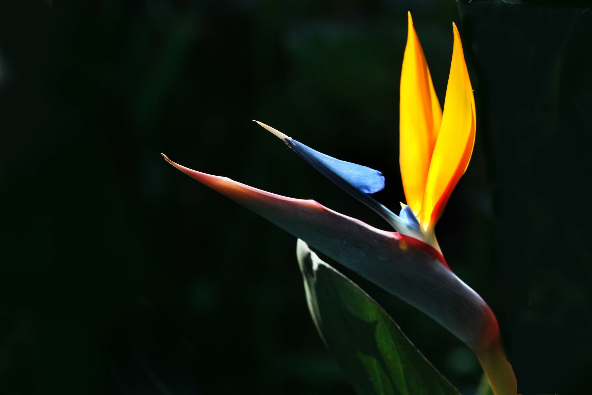 鹤望兰天堂鸟栽种有技巧想要年年开花这细节