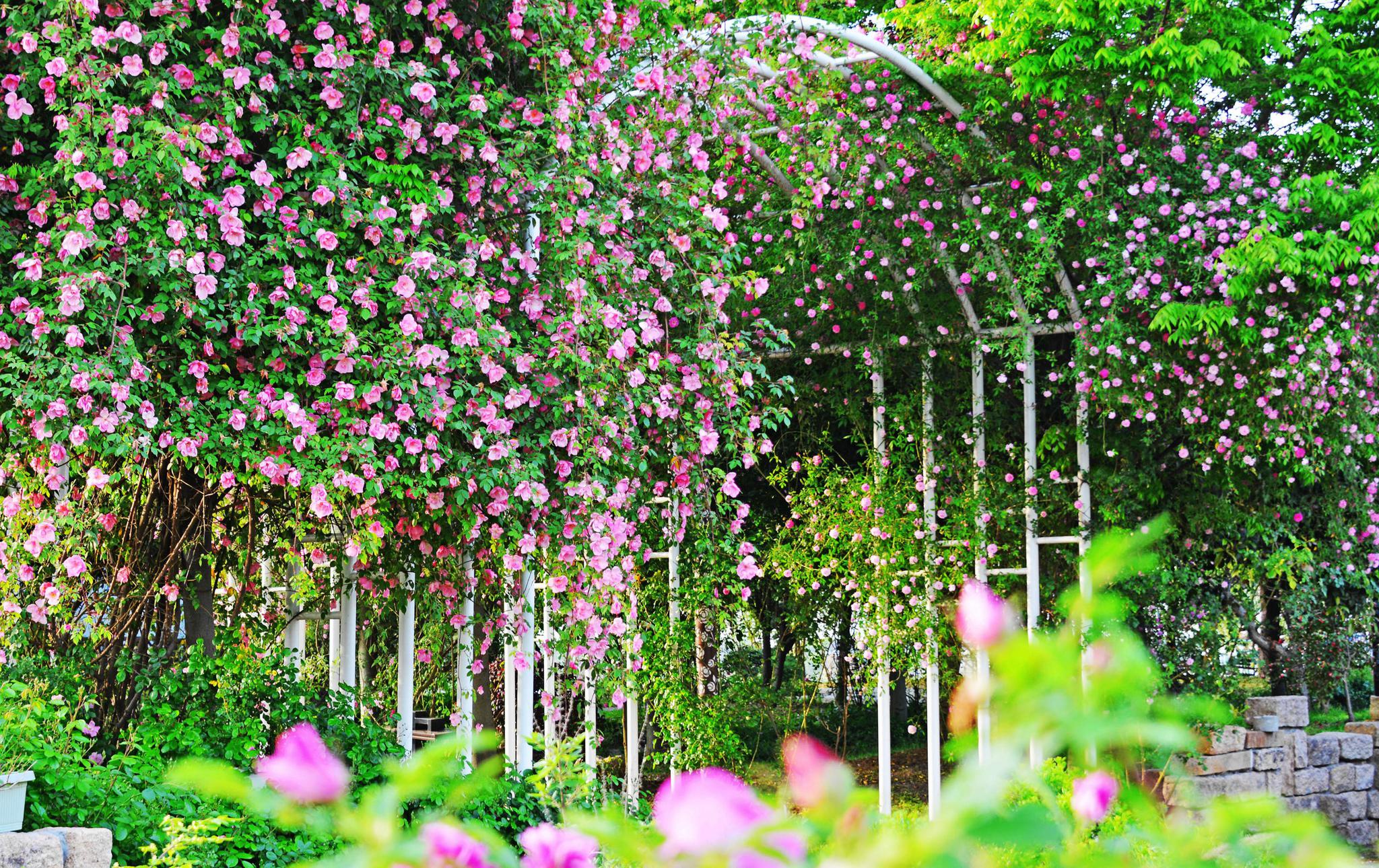 满园春色惹人醉江苏无锡鹅湖玫瑰园江苏蔷薇打卡地图