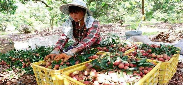 越南水果“失去”中国买家，水果滞销烂地里，他们可曾想过原因？