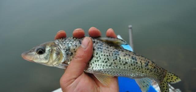 花骨鱼也称季郎鱼,麻鲤,花骨鱼体长,背鳍起点显著隆起,最显著的辨认