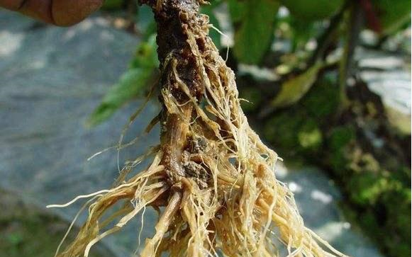 6步养出"枝繁叶茂|茶花|根系|新叶_新浪新闻