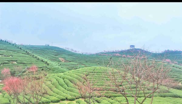 福建的小庐山,樱花开到漫山遍野,被誉为中国最美樱花圣地休闲区蓝鸢梦想 - Www.slyday.coM 福建的小庐山,樱花开到漫山遍野,被誉为中国最美樱花圣地休闲区蓝鸢梦想 - Www.slyday.coM