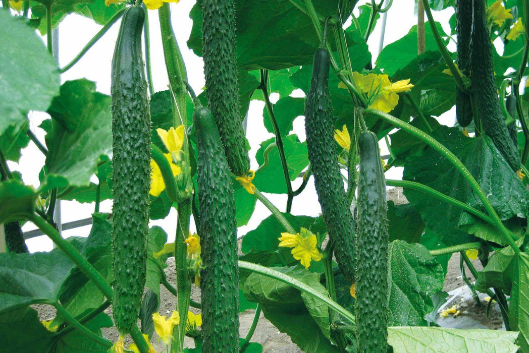 根系作为植物生长的基础养好根系是获得高产高质的前提