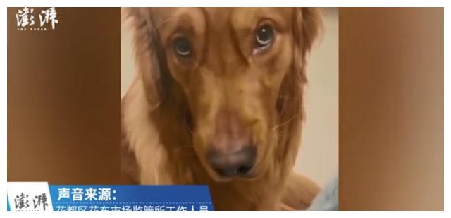 广州市监所回应金毛陆运致死：疑为员工接私单后换车，现已离职休闲区蓝鸢梦想 - Www.slyday.coM