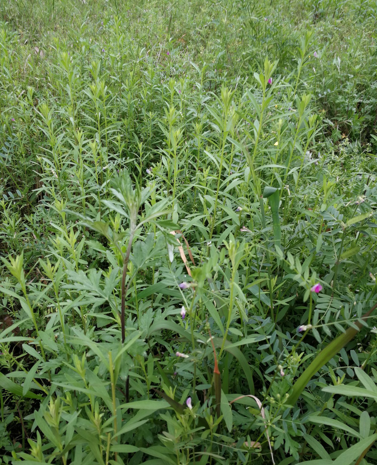 益精强阴,除虚热,通淋利尿,疗恶疮