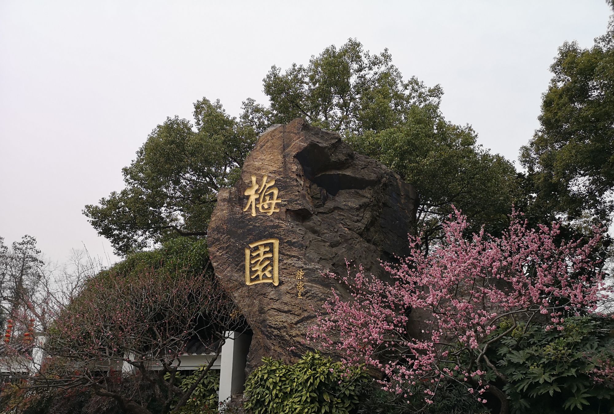 3月初的梅园,已是梅花怒放