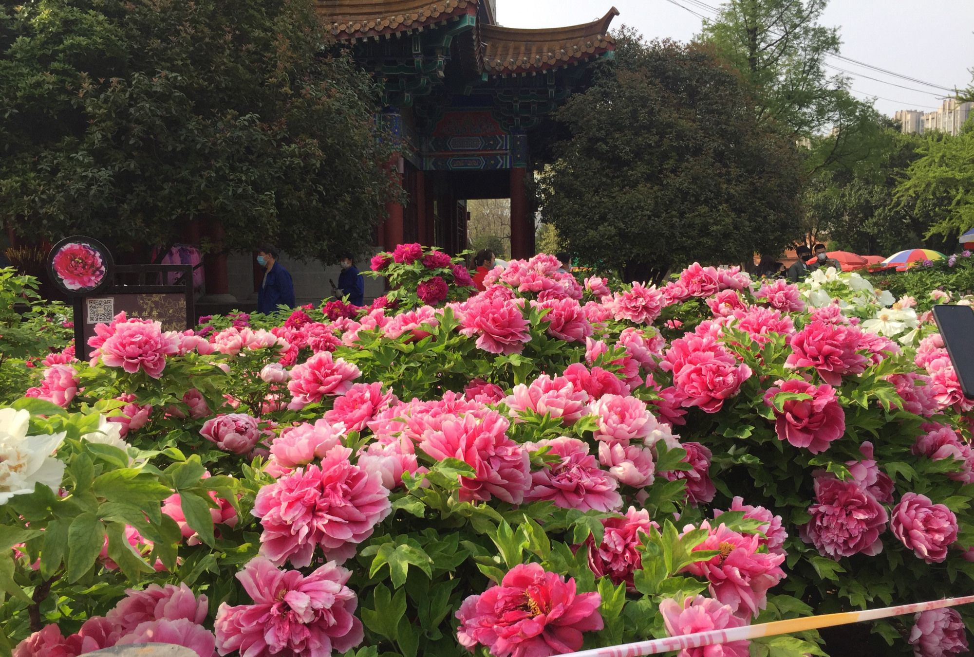 花开时节动京城,洛阳牡丹花_高清图集_新浪网