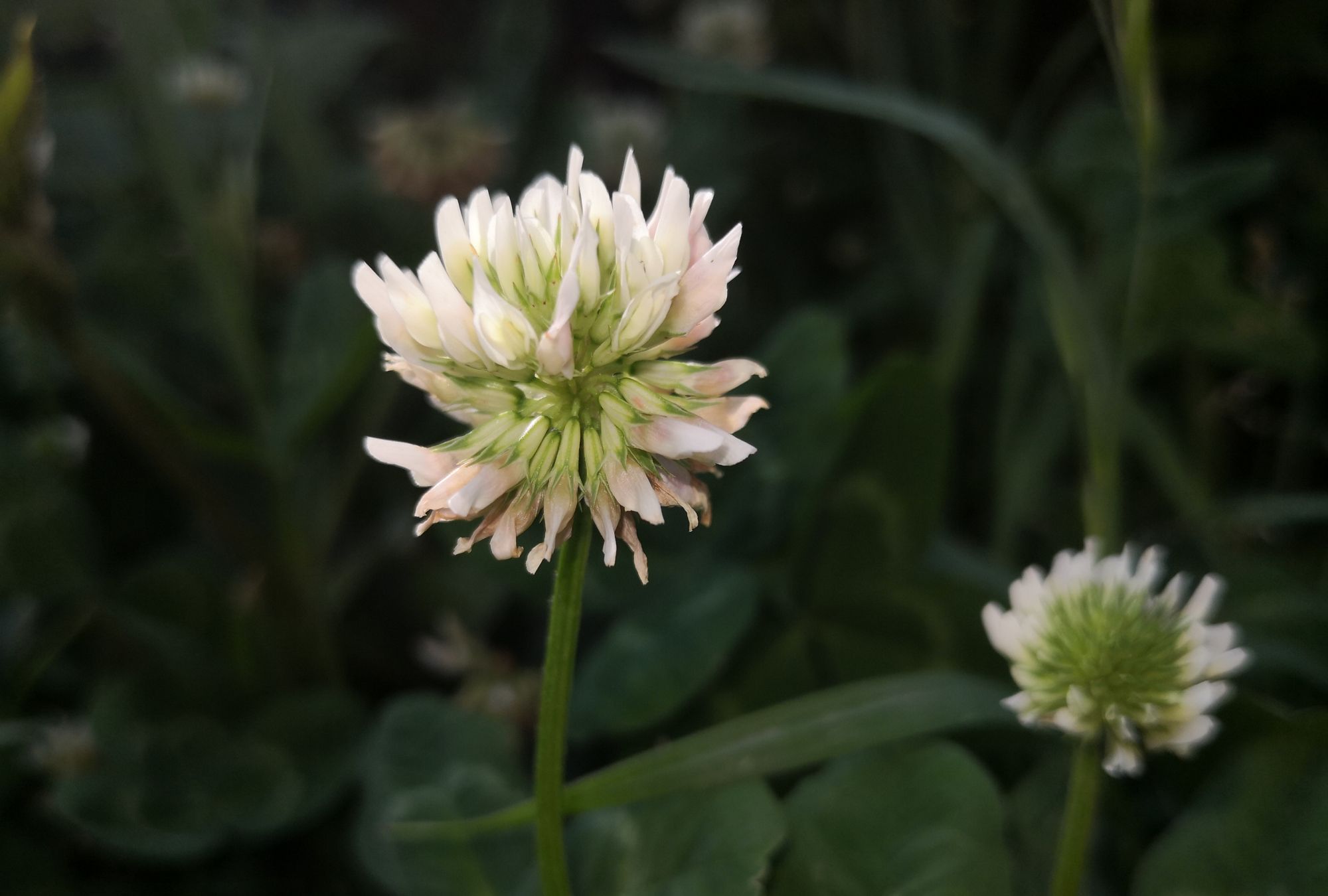 四月芬芳花草香,白的红的,紫的蓝的,郁郁葱葱_高清图集_新浪网