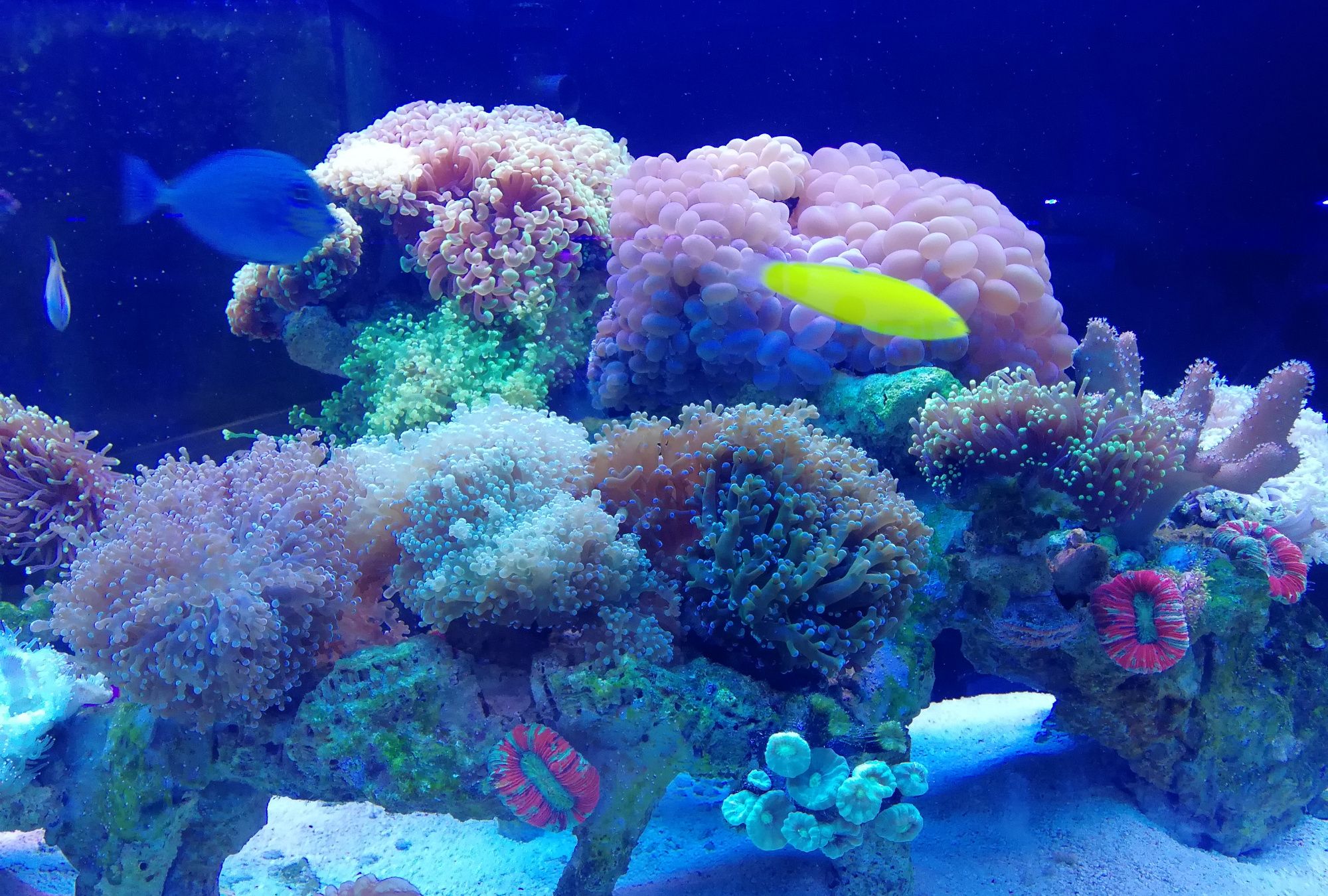 为什么总感觉别人家的鱼缸更好看