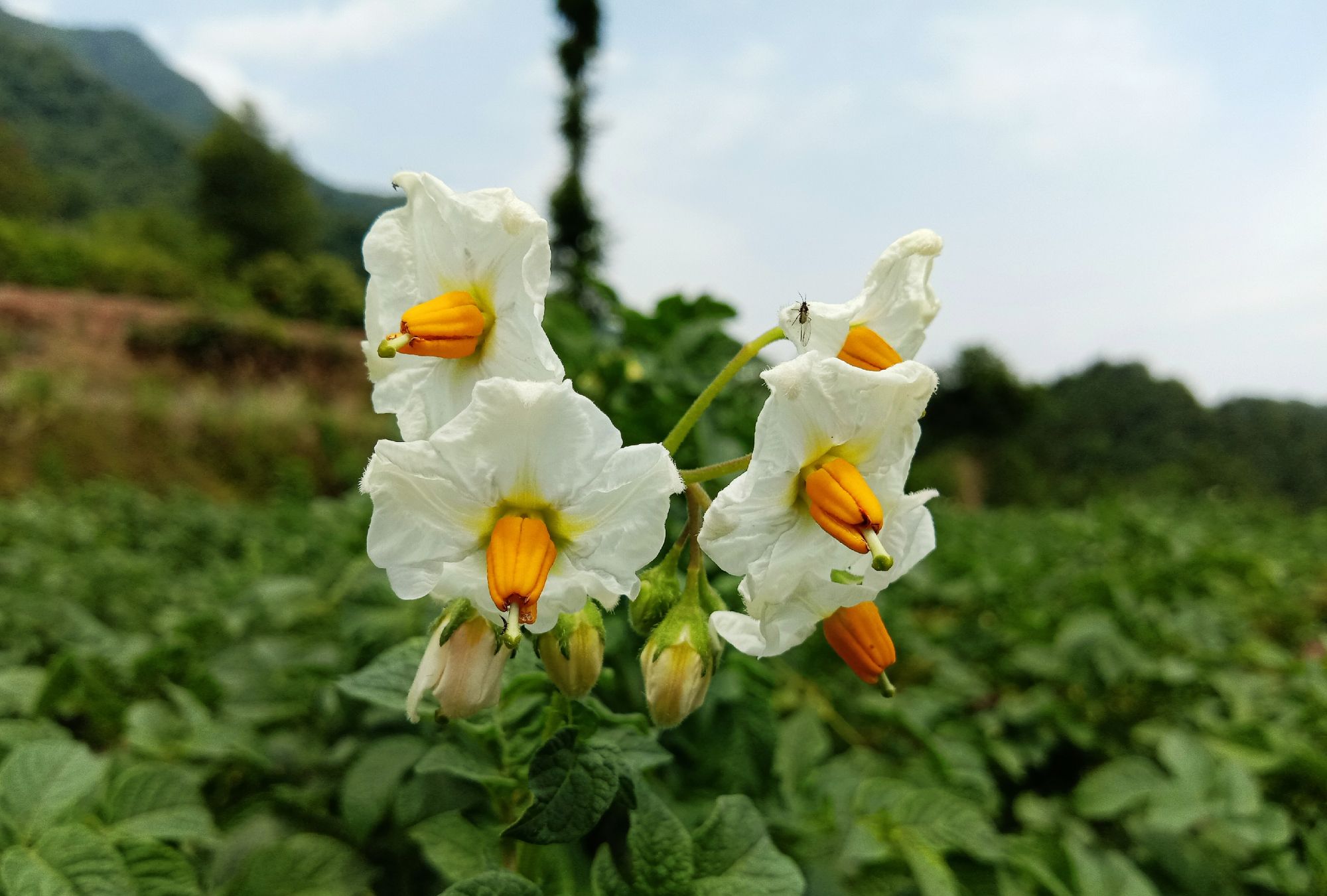 摄影随拍 马铃薯花 摄影随拍 马铃薯花