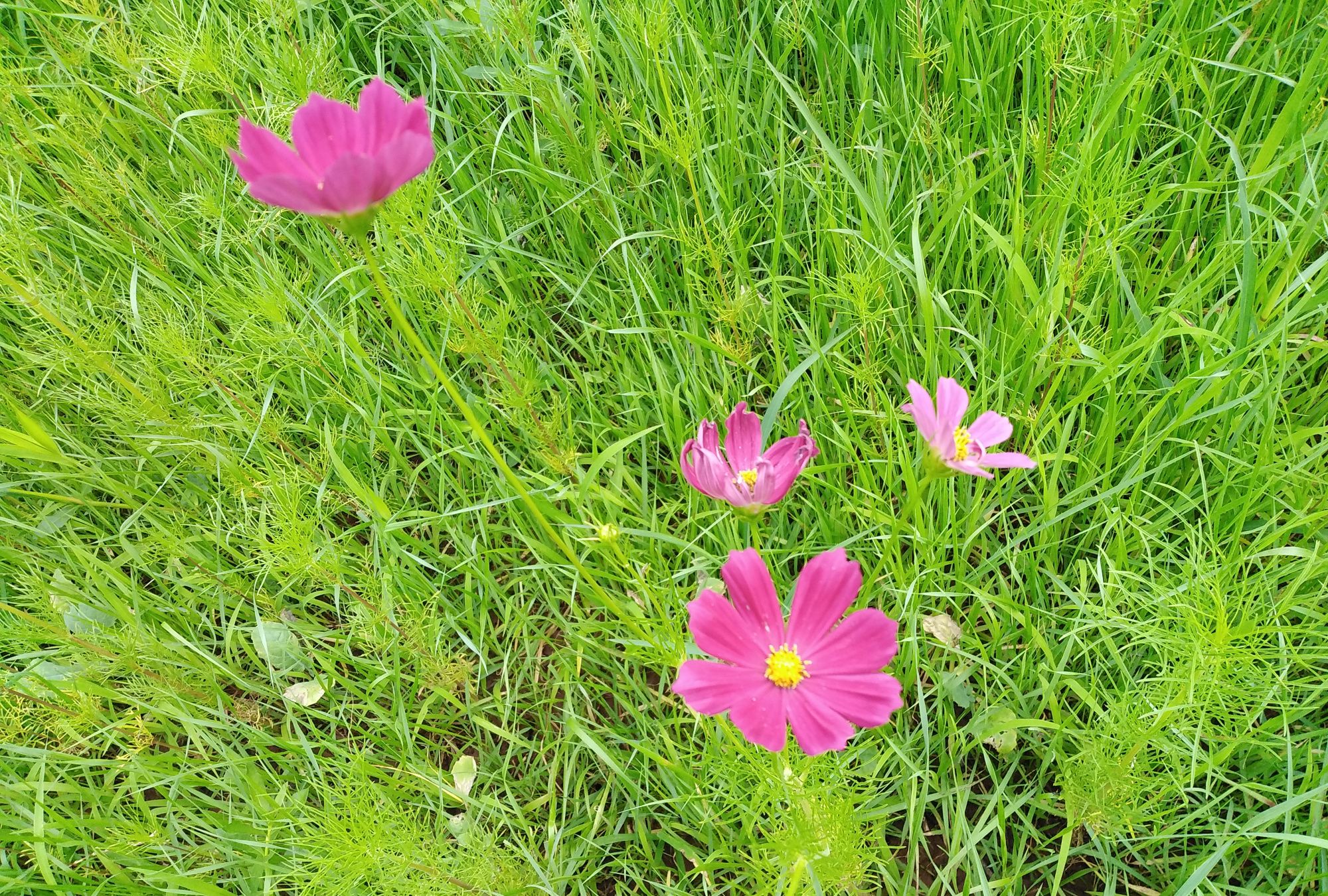 邛海泸山风景区里面的花草树木争奇斗艳