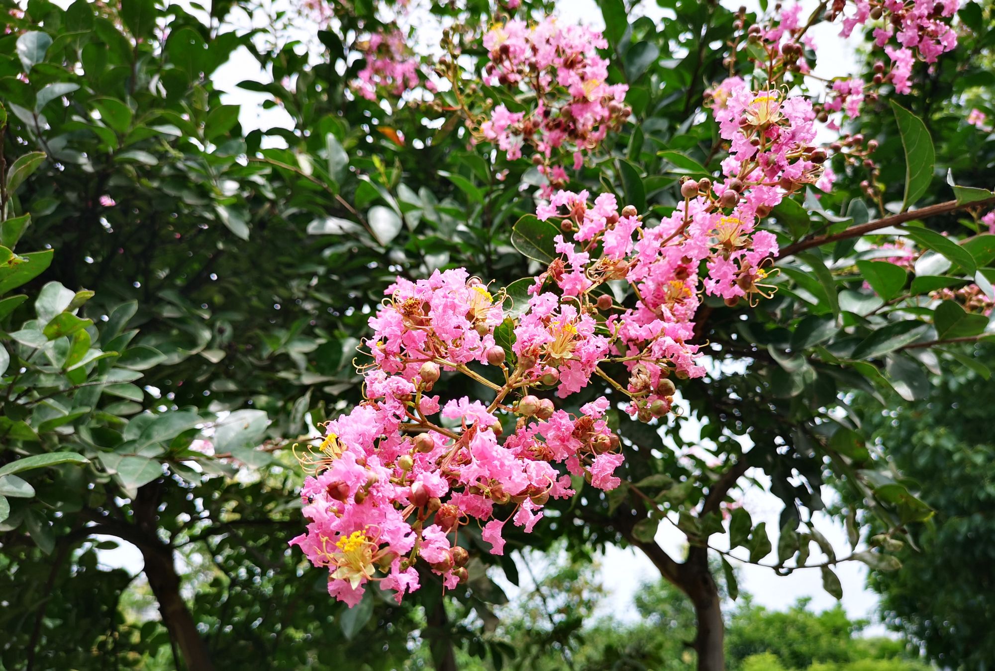 盛夏的芳香,满树紫薇花