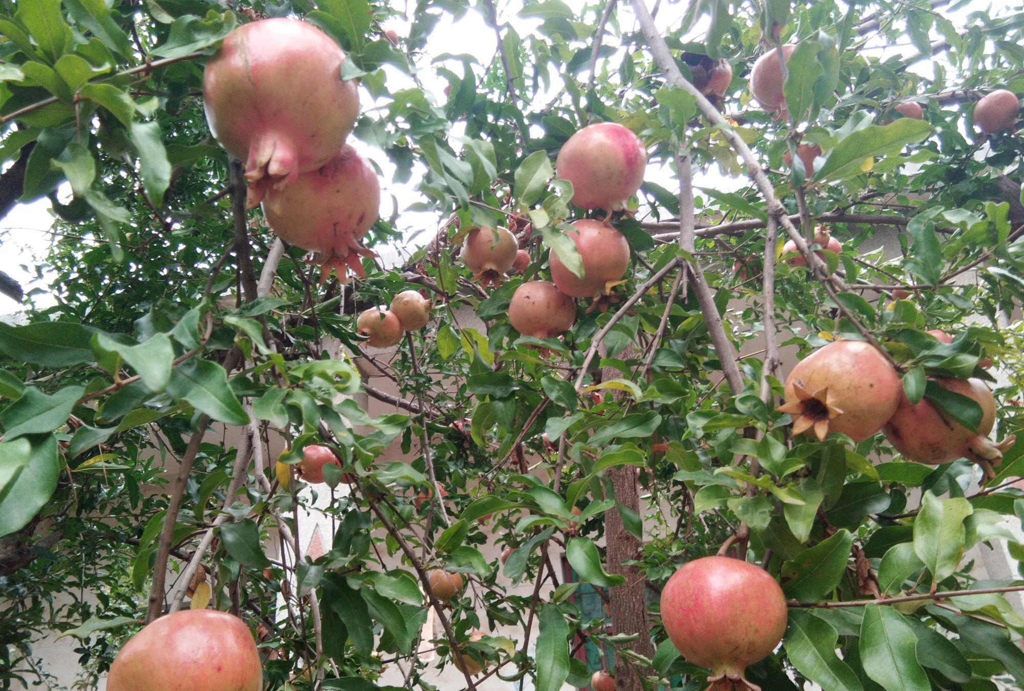 山东平阴洪范的石榴树王结出超大石榴(泰山红)