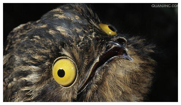 世界上最丑的鸟比云南虫谷的那只还要邪乎一百倍