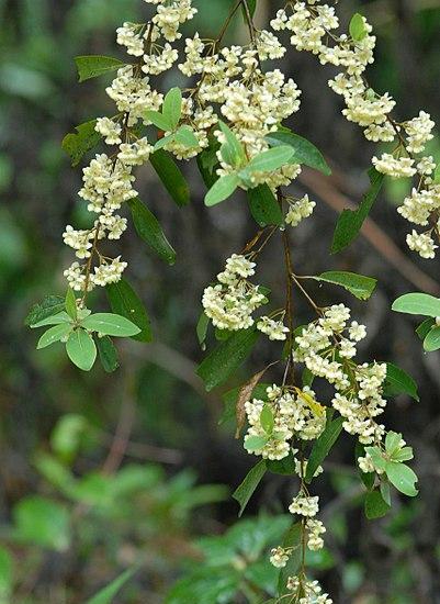 花椒胡椒山胡椒还有一位是辣椒你知道这些椒的来历吗