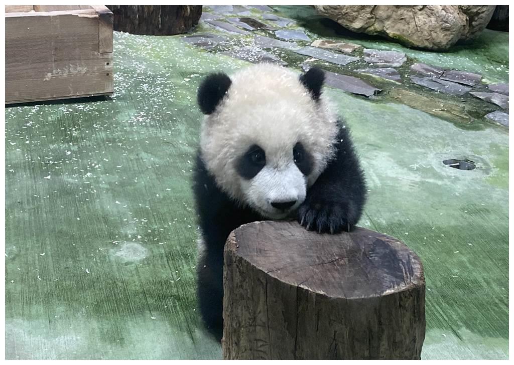 大明星来了!大熊猫"圆宝"台北动物园亮相"接客"