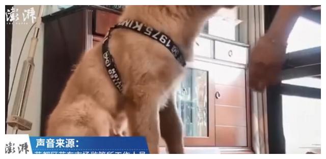 广州市监所回应金毛陆运致死：疑为员工接私单后换车，现已离职休闲区蓝鸢梦想 - Www.slyday.coM