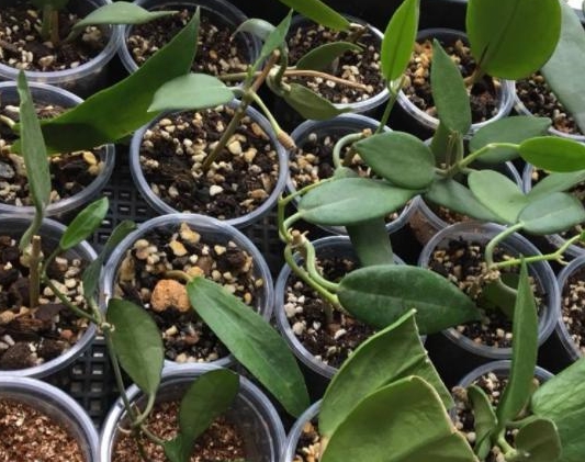 会开花的狗舌藤四季花不断堪称天然空气清新剂值得栽培