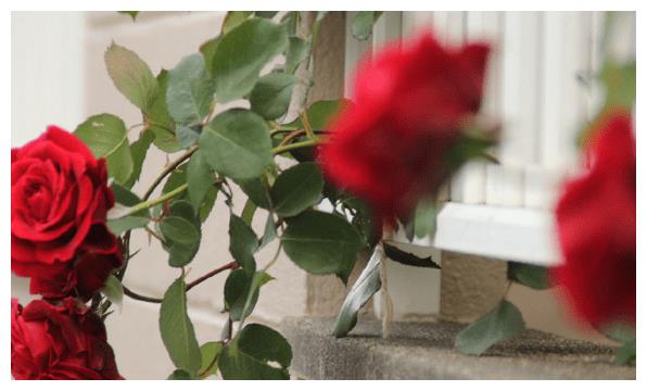 6月中旬,有4个能带来财富的生肖,财运飞跃,财运旺盛休闲区蓝鸢梦想 - Www.slyday.coM 6月中旬,有4个能带来财富的生肖,财运飞跃,财运旺盛休闲区蓝鸢梦想 - Www.slyday.coM