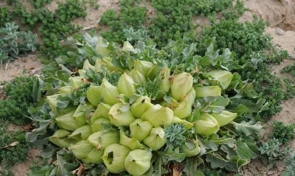 它是治疗胃疼 特效药 学名 马尿泡 野外遇见 请勿忽视 它是治疗胃疼 特效药 学名 马尿泡 野外遇见 请勿忽视