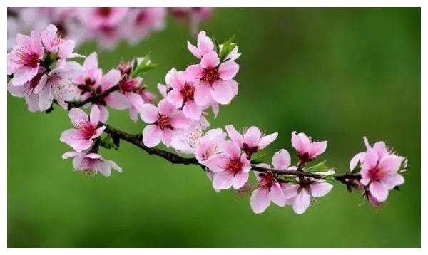 林芝品茶600左右的价位：林芝春绿茶品鉴及桃花节最佳观赏地推荐