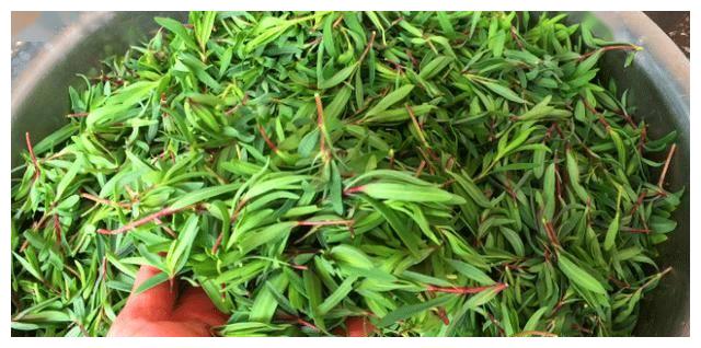 其实春天里的野菜有很多种,像苦菜,布布丁,榆钱等等,都是季节性非常强