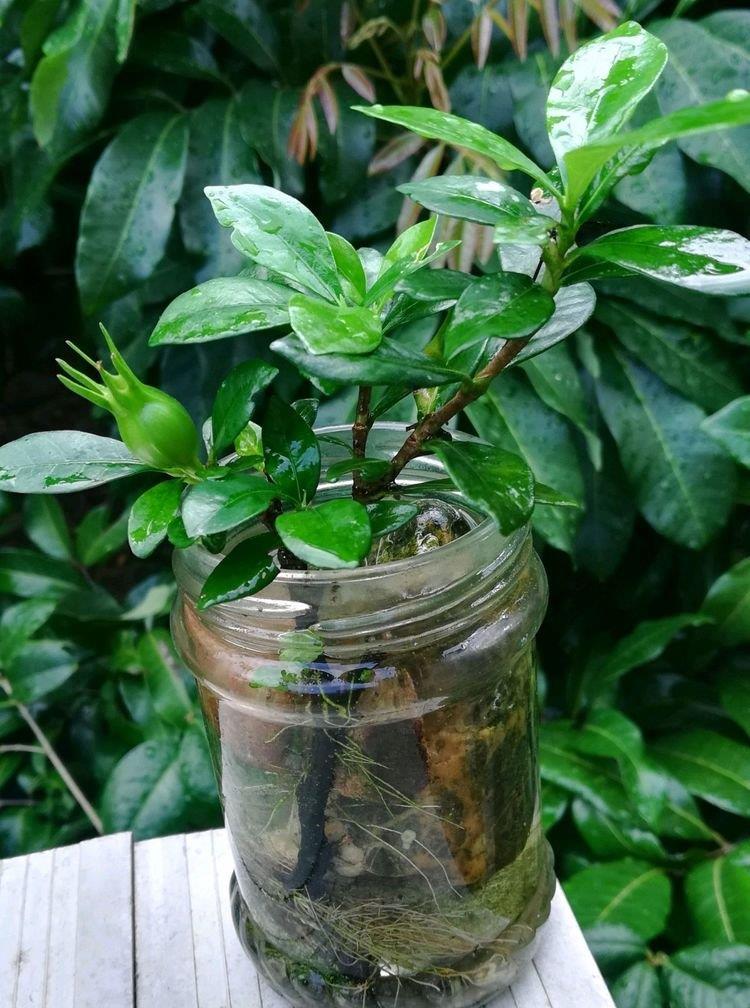 水培的植物有哪些(水培的植物有哪些图片)