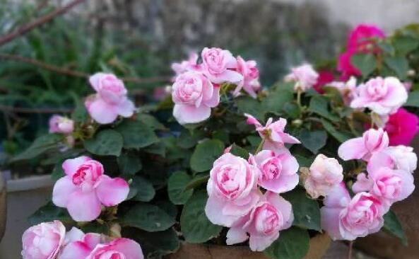 阳台小也要养盆它,有点散光就疯长,种1棵,长1片,1年能开300天休闲区蓝鸢梦想 - Www.slyday.coM 阳台小也要养盆它,有点散光就疯长,种1棵,长1片,1年能开300天休闲区蓝鸢梦想 - Www.slyday.coM