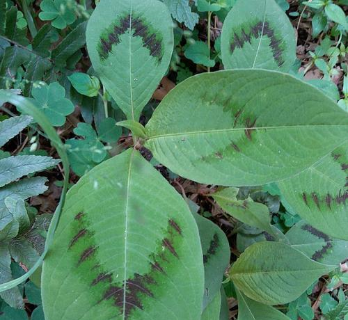 野外一种"化骨草",吃鱼卡到喉咙,吃个叶子就能好,遇到别错过__财经