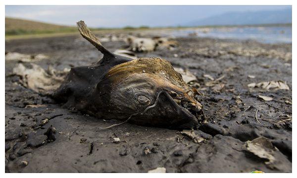 美国内华达州旱情严重 致部分鱼类干枯而亡